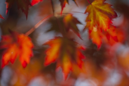 Leaf;Leaves;Leafy;Foliage;Vein;Plant;Trunk;Bark;Branches;Branch;Woodland;Herbaceous;Shrub;Bush;Trees;Tree Trunk;botanical;plant;plants;botanicals;botany;vegetation;greenery;flora;herbage;herb;shrub;fall;Seasons;Textures;Shapes;Patterns;Abstractions;Abstract