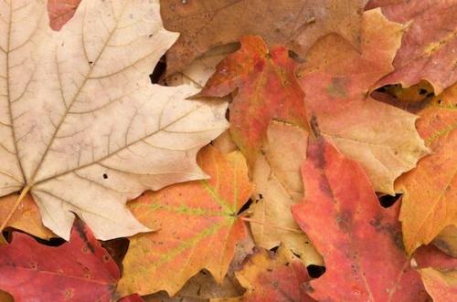Foliage;Leaves;Tan;Abstract;Leaf;Fall;Leafy;Close-up;Green;Yellow;Gold;Vein;Textures;Patterns;Shapes;Abstractions;Brown;Autumn;New Jersey;Palisades Interstate Park;Orange;Red