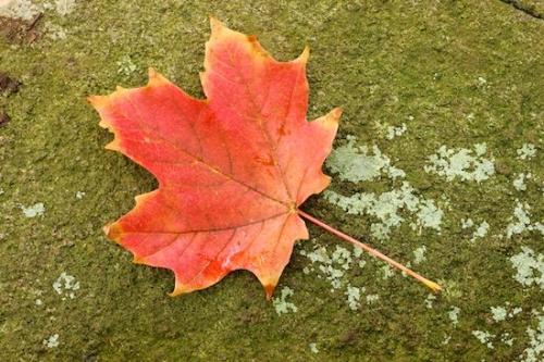 Palisades Interstate Park;Moss;Plant;Close-up;Autumn;Plants;Brown;Gold;New Jersey;Rock;Leaves;Botanical;Leaf;Fall;Seasons;Foliage;Vegetation;Season;Green;stem;Vein;Veins;Red