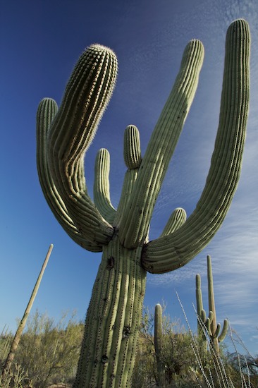 Arizona;Cactus;National Parks;Plants;Saguaro;Saguaro National Park