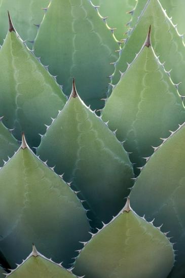 Abstract;Abstraction;Aqua;Arid;Arizona;Botanical;Cacti;Cactus;Calm;Close-up;Cool Colors;Cool Palette;Cool Tones;Flora;Flowers;Flowers & Plants;Green;Greens;Healing;Herb;Line;Macro;Minimalism;Modern;Nature;Pastoral;Shape;Spines;Wabi Sabi;botanicals;botany;color;contemporary;contemporary art;desert;flora;green;greenery;herbage;modern art;oneness;pattern;peaceful;plant;plants;restful;serene;soothing;texture;tranquil;vegetation;zen