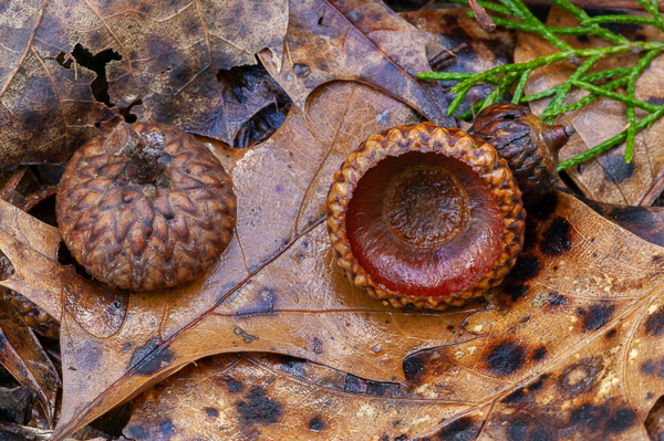 Acorn Hats;Acorn Tops;Autumn;Beige;Botanical;Brown;Calm;Compound;Cool Colors;Cool Palette;Cool Tones;Fall;Fallen;Fallen Leaves;Forest;Green;Greens;Habitat;Leaf;Leaflet;Leafy;Leaves;Macro;Nature;Oak Leaf;Oak Leaves;Pastoral;Plant;Tan;Vein;Wabi Sabi;Warm Colors;Warm Palette;Warm Tones;Wood;botanicals;color;foliage;leaves;oneness;peaceful;plants;soothing;tranquil;vegetation