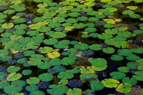 Abstracts;Botanical;water;Leaf;Leaves;Botany;Patterns;Harriman State Park;Botanicals;Lily Pad;Abstraction;lake;Plant;Yellow;Green;Tan;Abstract;New York;Blue