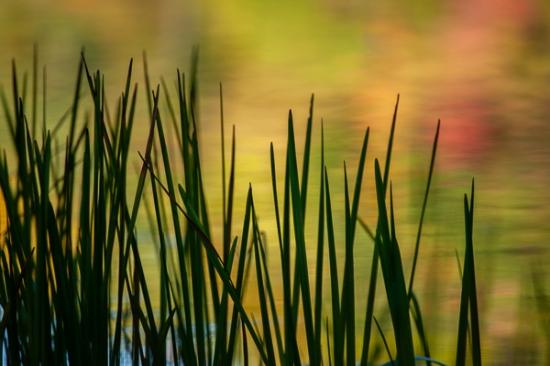 Abstract;Abstraction;Calm;Harriman State Park;Healing;Health care;Healthcare;Line;Mirror;Nature;New York;Pastoral;Ripple;Shape;United States;Water;Yellow;green;lake;oneness;orange;pattern;peaceful;red;reflection;reflections;restful;serene;soothing;texture;tranquil;zen