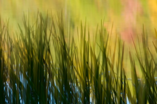 Contour;Form;Gold;Grass;Green;Harriman State Park;New York;Orange;Outline;Pink;Profile;Reeds;Reflection;Reflections;Shadow;Shape;Silhouette;Yellow