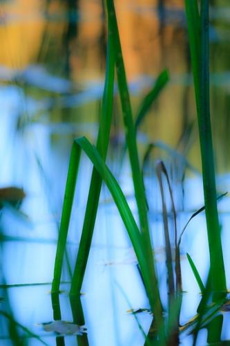 Abstract;Abstraction;Blue;Botanical;Calm;Harriman State Park;Healing;Health care;Healthcare;Leaf;Macro;Minimalism;Mirror;Nature;New York;Pastoral;United States;Wabi Sabi;Water;Waterscape;Yellow;botanicals;foliage;green;lake;leaves;oneness;orange;peaceful;plant;plants;reflection;reflections;restful;serene;soothing;tranquil;zen