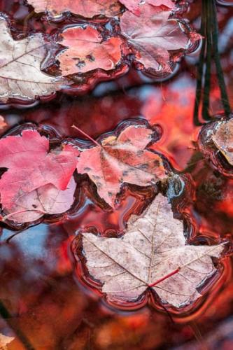 Abstract;Abstraction;Autumn;Close-up;Fall;Fallen;Fallen Leaves;Foliage;Green;Harriman State Park;Healing;Health care;Healthcare;Lake;Leaf;Leafy;Leaves;Macro;Maple;Mirror;Modern;Nature;New York;Oneness;Pastoral;Pattern;Peaceful;Plant;Plants;Red;Reflection;Reflections;Shapes;Tan;Textures;United States;Vein;Wabi Sabi;Water;Waterscape;botanical;botanicals;calm;contemporary;contemporary art;modern art;pool;restful;serene;soothing;tranquil;vegetation;zen