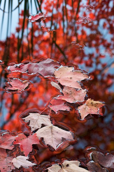 Autumn;Blue;Fall;Foliage;Harriman State Park;Leaf;Leafy;Leaves;Magenta;New York;Red;Reflection;Reflections;Vein