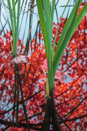 Abstract;Abstraction;Aqua;Autumn;Blue;Cattails;Close-up;Fall;Fallen;Fallen Leaves;Foliage;Green;Harriman State Park;Healing;Lake;Leaf;Leafy;Leaves;Magenta;Maple;Mirror;Modern;New York;Oneness;Pastoral;Pattern;Peaceful;Plants;Pond;Red;Reflection;Reflections;Seasons;United States;Vein;Water;botanical;botanicals;calm;contemporary;contemporary art;modern art;pool;restful;serene;soothing;tranquil;zen