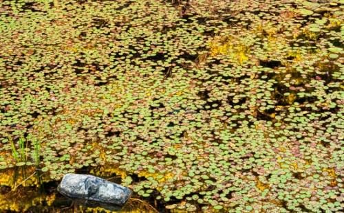 Abstract;Abstraction;Autumn;Brown;Cattails;Close-up;Fall;Gold;Green;Harriman State Park;Healing;Health care;Healthcare;Lake;Landscape;Leaf;Leaves;Lily Pad;Lily Pads;Line;Macro;Mirror;Modern;Nature;New York;Oneness;Orange;Pastoral;Pattern;Peaceful;Plant;Plants;Red;Reflection;Reflections;Rock;Seasons;Shape;Shapes;Stone;Tan;Texture;Textures;United States;Wabi Sabi;Water;Waterscape;Yellow;botanical;botanicals;calm;contemporary;contemporary art;modern art;pool;restful;serene;soothing;tranquil;vegetation;zen