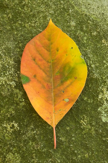 Autumn;botanical;botanicals;botany;Fall;flora;Foliage;Gold;Green;greenery;Harriman State Park;herb;herbage;Leaf;Leafy;Leaves;New York;Orange;plant;plants;shrub;vegetation;Vein;Yellow