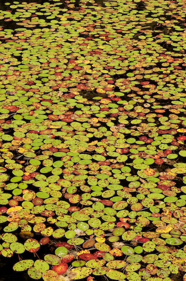 Abstract;Abstractions;botanical;botanicals;botany;Brown;flora;Green;greenery;Harriman State Park;herb;herbage;Lily Pad;New York;Patterns;plant;plants;Red;Shapes;shrub;Textures;vegetation;Water Lily