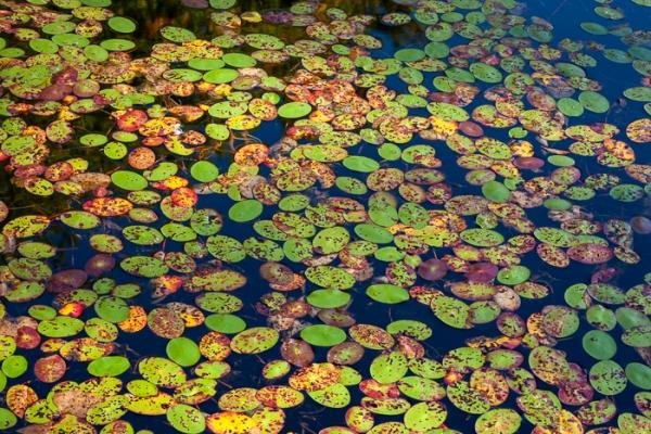 Abstract;Abstraction;Blossom;Blossoms;Botanical;Botanicals;Brown;Calm;Concepts;Cool Colors;Cool Palette;Cool Tones;Floweret;Flowering;Flowers;Flowers & Plants;Green;Greens;Harriman State Park;Healing;Health care;Healthcare;Leaf;Leaves;Line;Nature;Oneness;Pastoral;Personal;Plant;Pool;Shape;Sunlight;Sunshine;Water;Watershield;Yellow;bloom;color;flora;floral;flower;foliage;lake;landscape;oriental;pattern;peaceful;plants;pond;restful;serene;soothing;sunlit;tranquil;zen