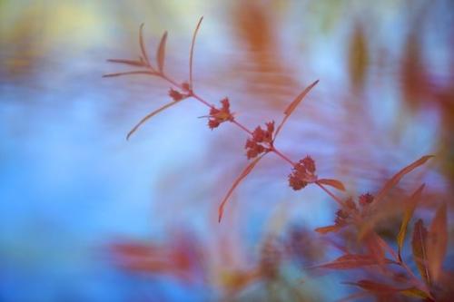 Flowering;lake;Blue;Leaf;Close-up;Harriman State Park;New York;Mirror;Flora;pond;Wildflower;botanical;botanicals;Red;Botanical;Leaves;water;Flower;Foliage;Plant;Botanicals;reflections