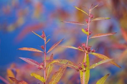 greenery;botany;plants;flora;shrub;herb;vegetation;Blue;plant;Yellow;Harriman State Park;Red;botanicals;botanical;herbage;New York