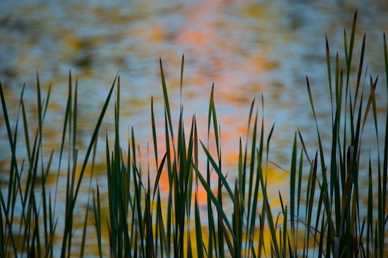 Abstract;Abstractions;Aqua;Autumn;Cattails;Contour;Fall;Form;Gold;Grass;Green;Harriman State Park;Lake;New York;Orange;Outline;Patterns;Profile;Red;Reflection;Reflections;Shadow;Shape;Shapes;Silhouette;Textures;Yellow