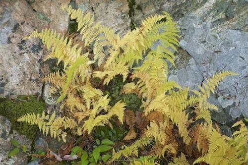 Abstracts;Patterns;Rock;Wabi Sabi;Flora;Botany;Abstraction;New York;Yellow;Abstract;Gray;Boulder;Textures;Fern;Harriman State Park;Plant;Brown;Close-up;Woods;Boulders;leaves;Forest;Green;Rocks;Botanical;Ferns;Tan;Vegetation;Botanicals