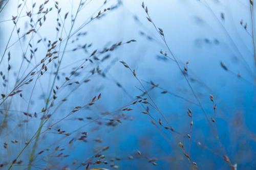 Abstract;Abstractions;Blue;Grass;New Jersey;Patterns;Plant;Plants;Ramapo Lake;Seed Head;Shrub;Stock categories;United States;botanical;botanicals;botany;flora;greenery;herb;herbage;vegetation