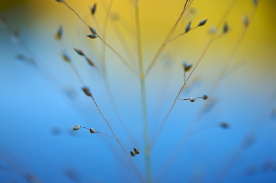 Abstract;Blue;botanical;botanicals;botany;flora;Gold;Grass;greenery;herb;herbage;New Jersey;Orange;Patterns;plant;plants;Ramapo Lake;Ramapo Mountains;Seed Head;shrub;Tan;vegetation;Yellow