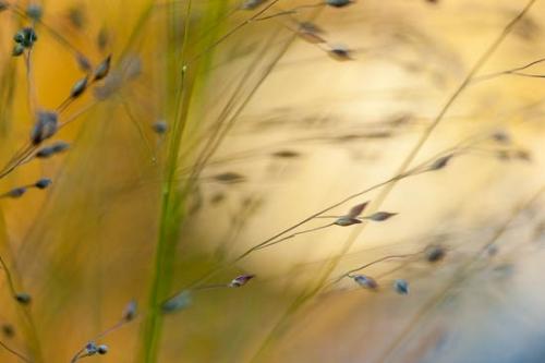 Abstract;Abstractions;Color;Gold;Grass;New Jersey;Orange;Patterns;Plant;Plants;Ramapo Lake;Ramapo Mountains;Seed Head;Shrub;Stock categories;United States;Yellow;botanical;botanicals;botany;flora;greenery;herb;herbage;vegetation