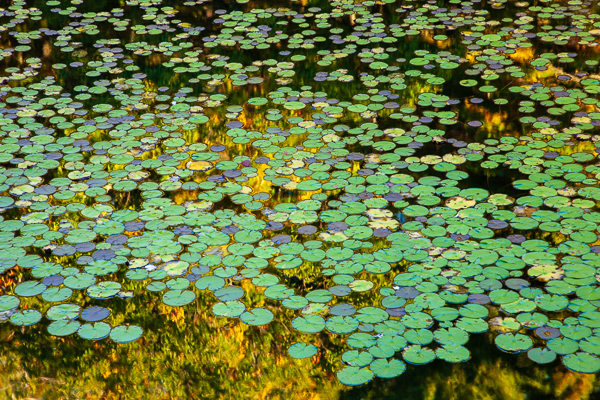 Abstract;Abstraction;Abstractions;Aqua;Brown;Calm;Gold;Harriman State Park;Healing;Health care;Healthcare;Lily Pads;Line;Mirror;Nature;New York;Pastoral;Patterns;Shape;Stock categories;Tan;United States;Warm Colors;Warm Palette;Warm Tones;Water;Waterscape;Yellow;color;green;lake;landscape;oneness;orange;pattern;peaceful;plants;pond;pool;reflection;reflections;restful;serene;soothing;tranquil;yellow;zen