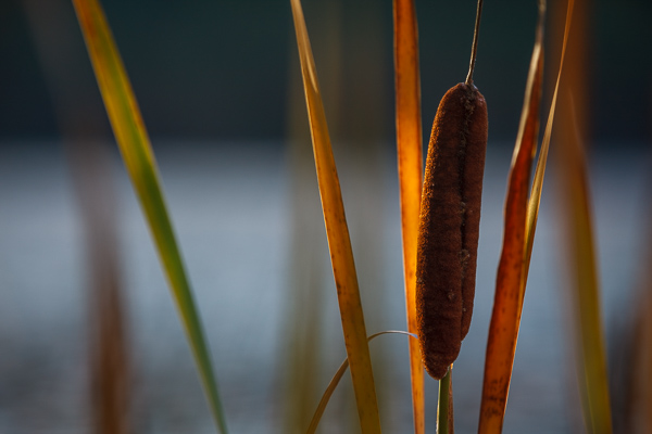 Botanical;Brown;Calm;Cattails;Close-up;Gold;Harriman State Park;Healing;Health care;Healthcare;Macro;Minimalism;Nature;New York;Pastoral;Sunlight;Sunshine;Tan;United States;Wabi Sabi;Water;Yellow;botanicals;green;oneness;orange;peaceful;plant;plants;restful;serene;soothing;sunlit;tranquil;zen