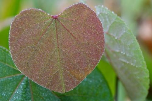 Plants;Reflections;Leaflet;Botanical;Drop;Droplet;Oneness;Vegetation;Compound;Leaves;Abstract;Vein;zen;Details;Foliage;Veins;Bead;Green;Moisture;Water;Peaceful;close-up;Dew;Leaf;Morning;Magenta;Dewey