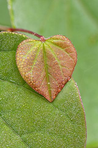 Dew;Details;Water;Abstract;Reflections;Drop;Moisture;Droplet;Morning;Bead;Dewey;Plants;Botanical;Leaf;Leaves;Vegetation;Foliage;Veins;Compound;Leaflet