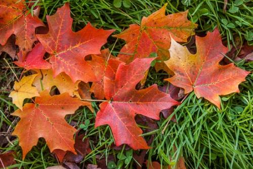 Close-up;Clover;Horizontal;Image type;Leaf;Leafy;Maple;Maple Leaf;New Jersey;Outdoor;Photo specs;Ramapo Reservation;Tan;United States;Vein;Warm Colors;Warm Palette;Warm Tones;Yellow;color;foliage;grass;green;leaves;orange;red;yellow