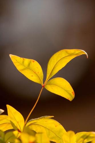 Brown;Close-up;Flowers & Plants;Foliage;Green;Healing;Health care;Healthcare;Leaf;Leaves;Macro;Nature;Oneness;Pastoral;Pattern;Peaceful;Plant;Plants;Red;Shape;Sunlight;Sunlit;Sunshine;Veins;Wabi Sabi;Yellow;botanical;botanicals;botany;calm;flora;restful;serene;soothing;tranquil;vegetation;zen