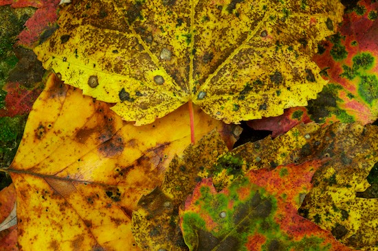 Abstract;Abstractions;Autumn;Fall;Foliage;Green;Leaf;Leafy;Leaves;Orange;Patterns;Red;Shapes;Textures;Vein;Yellow