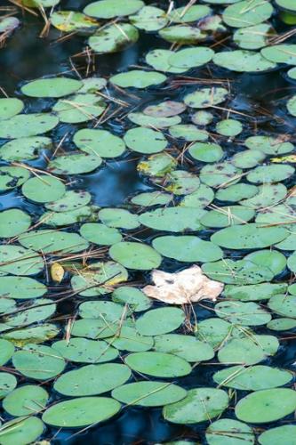 Abstract;Abstraction;Botanical;Calm;Close-up;Fallen Leaves;Flowers & Plants;Healing;Health care;Healthcare;Leaf;Line;Macro;Modern;Nature;Pastoral;Shape;Tan;Wabi Sabi;Waterscape;artsite;botanicals;contemporary;contemporary art;green;landscape;leaves;modern art;oneness;pattern;peaceful;plant;restful;serene;soothing;texture;tranquil;zen