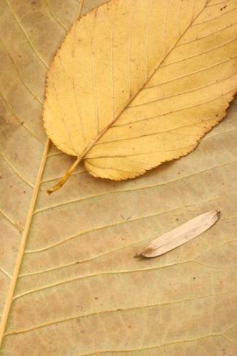 Patterns;TNC;Abstract;Vein;Cumberland Plateau;Abstractions;Textures;Close-up;Shapes;Leaf;Leaves;Foliage;Northern Cumberland Plateau;Leafy