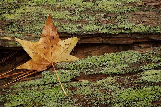 Abstract;Abstractions;Foliage;Georgia;Leaf;Leafy;Leaves;Lichen;Log;Marshall Forest;Moss;Patterns;Rome;Shapes;Textures;Vein;Green