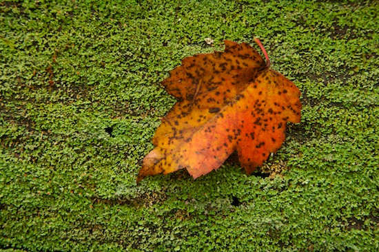Abstract;Abstractions;Foliage;Georgia;Leaf;Leafy;Leaves;Lichen;Log;Marshall Forest;Moss;Patterns;Rome;Shapes;Textures;Vein
