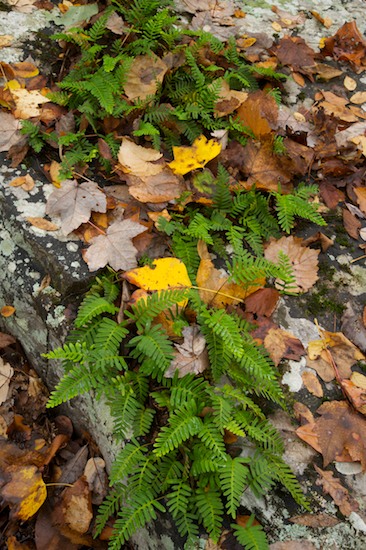 Abstract;Black's Bluff;Boulder;Fall;Fern;Ferns;Foliage;Geological;Geology;Georgia;Leaf;Leafy;Leaves;Rock;Rock Formations;Rocks;Rome;Stone;Stones;Striation;Textures;Vein
