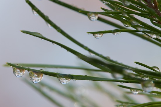 Big South Fork National Recreation Area;Blue Heron Overlook;Damp;Dew;Dewy;Drop;Droplet;Green;Kentucky;Moisture;Pine Needle;Water;Wet