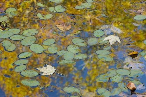 Vein;Abstractions;Oneida;Patterns;Leaf;Reflection;Leaves;Blue;Green;Abstract;Foliage;Reflections;Brown;Gray;Sunset Overlook Trail;Textures;Rivulet;Streamlet;Gold;Leafy;Stream;Tennessee;Big South Fork National Recreation Area;Creek;Brook;Shapes;Yellow