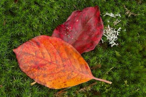 Leaf;Moss;Cumberland Plateau;Jamestown;Lichen;TNC;Leafy;Skinner Mountain;Shapes;Textures;Foliage;Leaves;Tennessee;Abstractions;Northern Cumberland Plateau;Abstract;Patterns;Vein