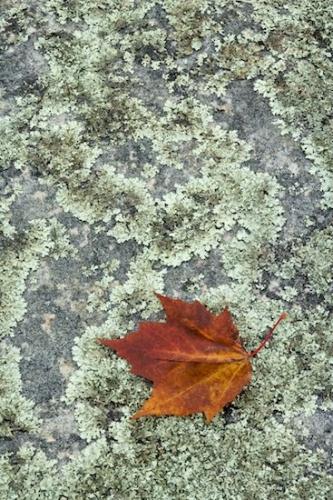 Northern Cumberland Plateau;Cumberland Plateau;Leaves;Vein;Lichen;Patterns;Leafy;Leaf;Textures;Jamestown;Abstract;Shapes;Skinner Mountain;Abstractions;TNC;Foliage;Tennessee