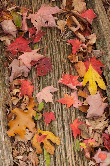 Abstract;Abstractions;Bark;Branch;Branches;Bush;Cumberland Plateau;Foliage;Herbaceous;Jamestown;Leaf;Leafy;Leaves;Northern Cumberland Plateau;Patterns;Plant;Shapes;Shrub;Skinner Mountain;Tennessee;Textures;TNC;Tree Trunk;Trees;Trunk;Vein;Woodland