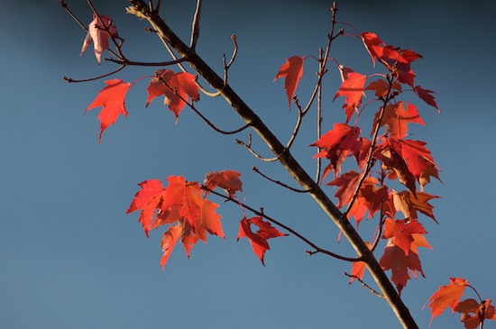 Autumn;Big South Fork National Recreation Area;Blue;Blue Heron Overlook;Branch;Branches;Fall;Fog;Foggy;Foliage;Haze;Kentucky;Leaf;Leafy;Leaves;Mist;Misty;Obscured;Red;Vein