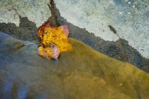 Chatsworth;Vein;Chattahoochee National Forest;Brook;Leafy;Shapes;Georgia;Rivulet;Geological;Autumn;Holly Creek Preserve;Leaves;Foliage;Streamlet;Close-up;Patterns;Geology;Leaf;Stones;Stream;Stone;Rocks;Rock Formations;Fall;Textures;Reflections;Striation;Creek;Veins;Abstract;Abstractions;Holly Creek;Reflection;Rock