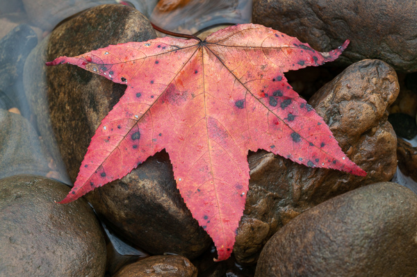 Abstract;Abstractions;Autumn;Big South Fork National Recreation Area;Botanical;Boulder;Brook;Brown;Calm;Creek;Cumberland Plateau;Fall;Fallen;Fallen Leaves;Flow;Geological;Geology;Healing;Health care;Healthcare;Leaf;Leafy;Leaves;Macro;Nature;Oneida;Pastoral;Plant;Rivulet;Rock;Rock formations;Rocks;Stock categories;Stone;Stones;Stream;Streamlet;Tan;Tennessee;Textures;United States;Vein;Veins;Wabi Sabi;Warm Colors;Warm Palette;Warm Tones;Water;botanicals;color;flowing;foliage;landscape;leaves;oneness;orange;patterns;peaceful;plants;rapids;red;restful;river bank;serene;shapes;soothing;striation;tranquil;zen