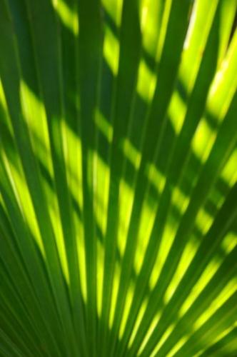Shapes;flora;Fan;plant;Leaves;Patterns;plants;botanical;Foliage;Leafy;Leaf;Textures;Abstractions;Yellow;botanicals;Abstract;botany;Green;shrub;herb;Vein;herbage;greenery;vegetation