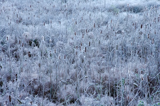Abstract;Abstractions;Ataya Tract;Bog;Botanical;Botanicals;botany;Cattails;Cold;Cumberland Mountain;Field;flora;Freeze;Frost;Frozen;greenery;herb;herbage;Ice;Marsh;Patterns;plant;plants;Shapes;shrub;Swamp;Tennessee;Textures;Vegetation