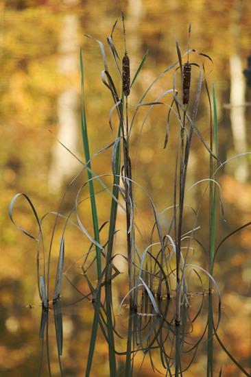 Abstract;Abstractions;Ataya Tract;Botanical;Botanicals;botany;Cattails;Cumberland Mountain;flora;greenery;Patterns;plant;plants;Reflection;Reflections;Shapes;Tennessee;Textures;Vegetation;Gold;Green;Yellow
