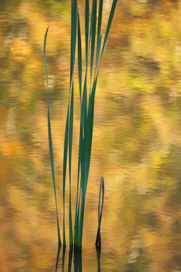 Abstract;Abstractions;Ataya Tract;Botanical;Botanicals;botany;Cattails;Cumberland Mountain;flora;greenery;Patterns;plant;plants;Reflection;Reflections;Shapes;Tennessee;Textures;VegetationGold;Green;Yellow