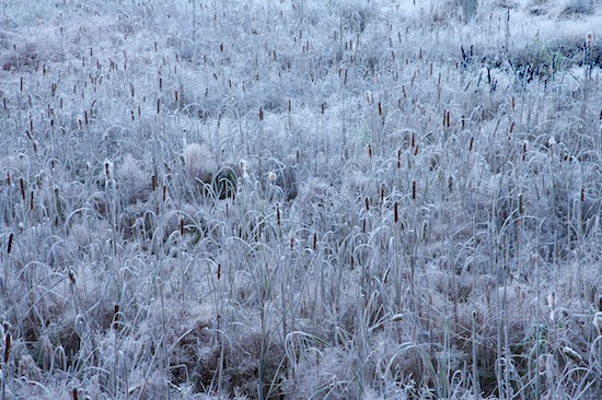 Abstract;Abstractions;Ataya Tract;Bog;Botanical;Botanicals;botany;Cattails;Cold;Cumberland Mountain;Field;flora;Freeze;Frost;Frozen;greenery;herb;herbage;Ice;Marsh;Patterns;plant;plants;Shapes;shrub;Swamp;Tennessee;Textures;Vegetation