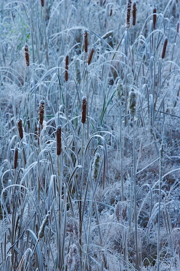 Abstract;Abstractions;Ataya Tract;Bog;Botanical;Botanicals;botany;Cattails;Cold;Cumberland Mountain;Field;flora;Freeze;Frost;Frozen;greenery;herb;herbage;Ice;Marsh;Patterns;plant;plants;Shapes;shrub;Swamp;Tennessee;Textures;Vegetation